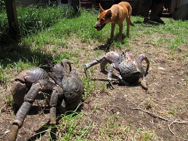 11. Coconut Crabs