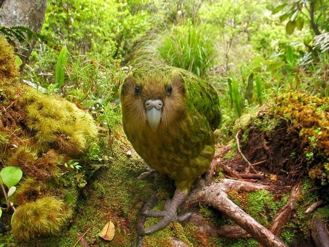 12. Kakapo