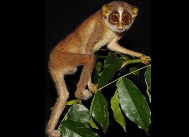 14. Loris Elusive