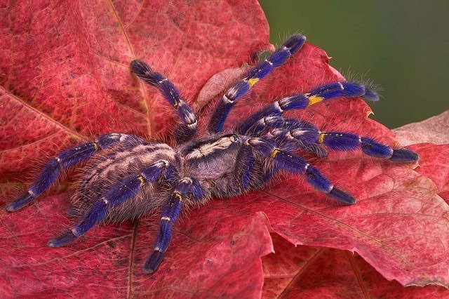15. Spider Gooty