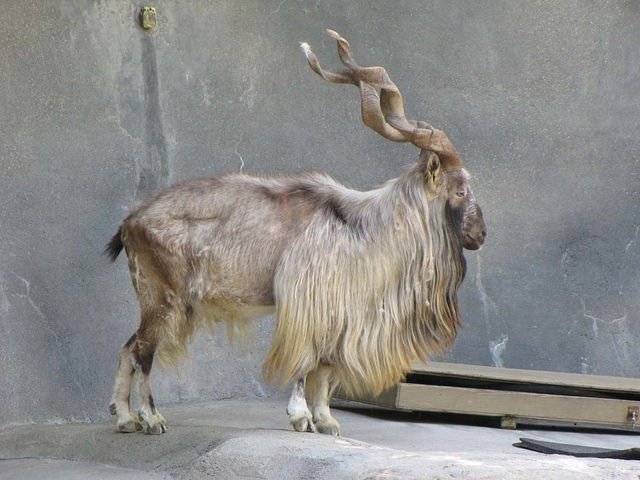 16. Markhor
