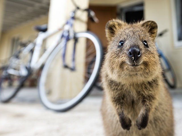 17. Quokkas