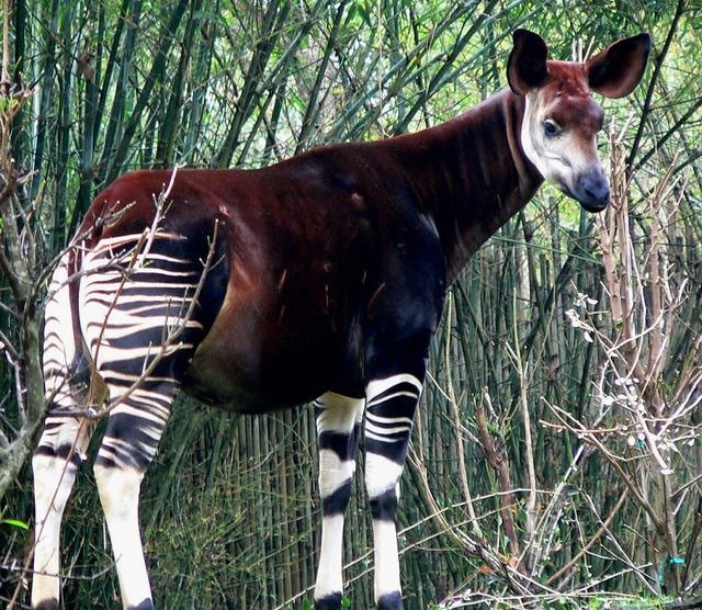 18. Okapi