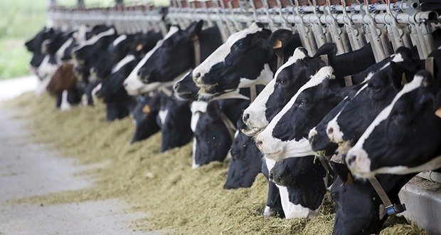 Holstein cows