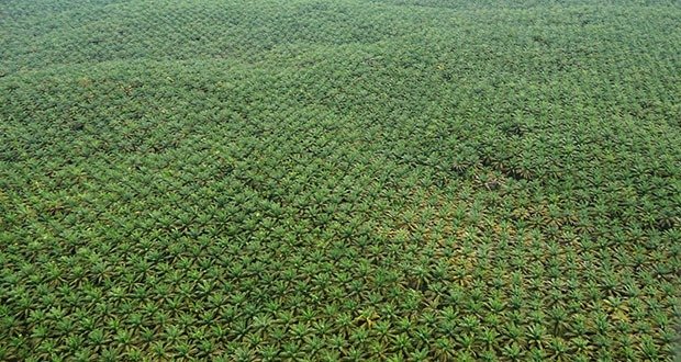Palm Oil Farms