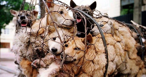Yulin meat festival