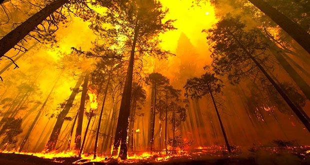 Forest fires