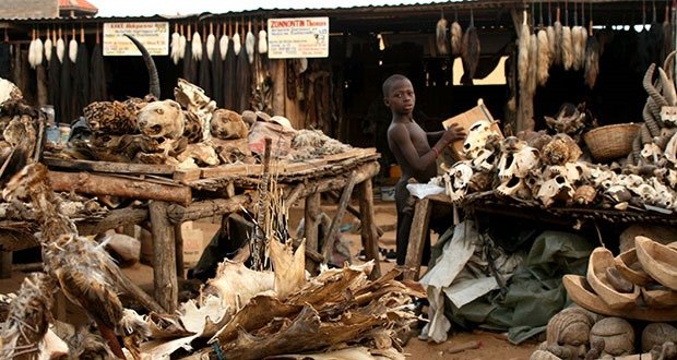 Animal Sacrifice