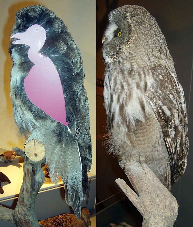 12. Owl