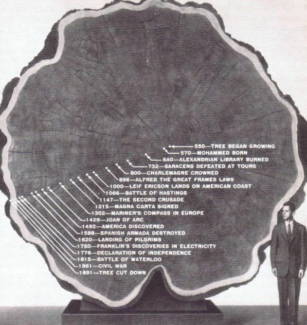 17. Tree