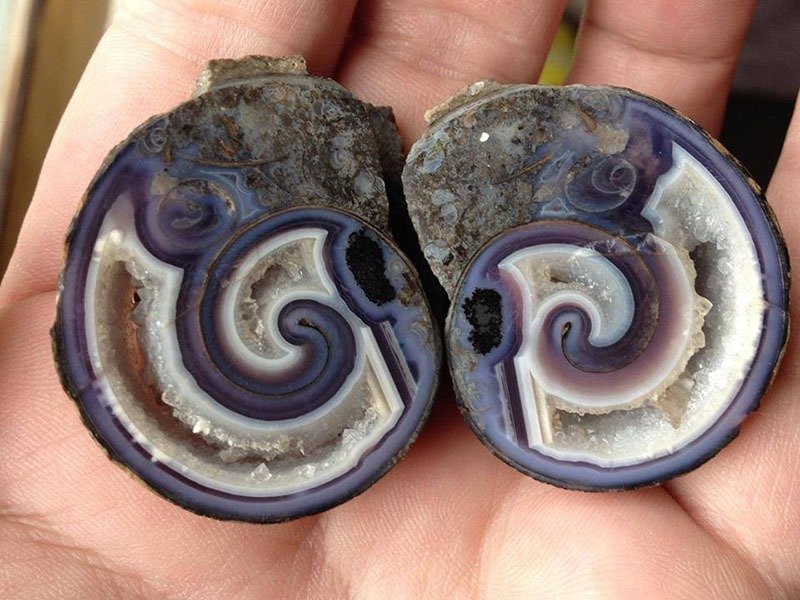 24. Agate shell