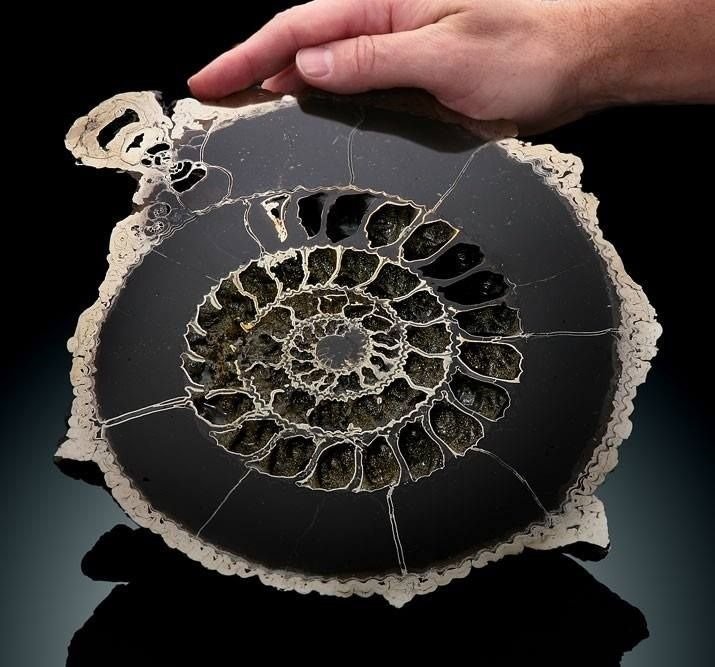 25. Pyritized Ammonite
