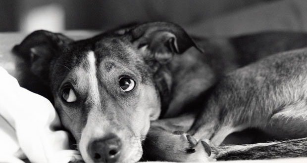 Abused Dog