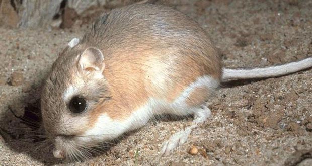 kangaroo-rat