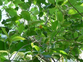 Kratom