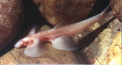 cavefish