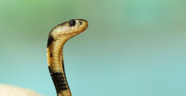 cobra