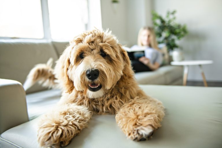 All About Dogs: 10 Interesting Facts You May Not Know About Dogs