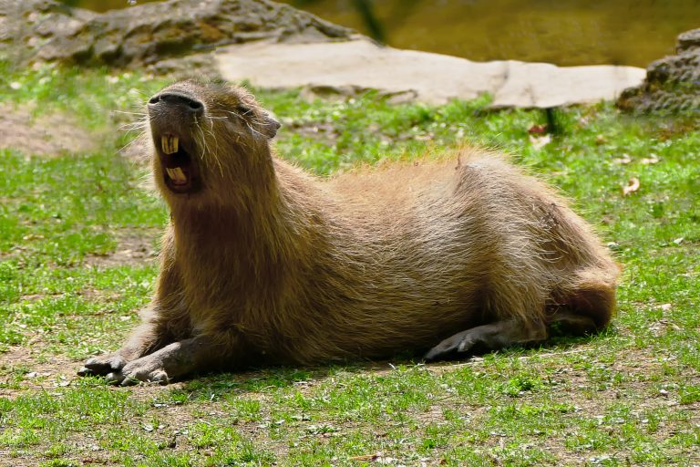 10 Capybara Facts You Knew Nothing about