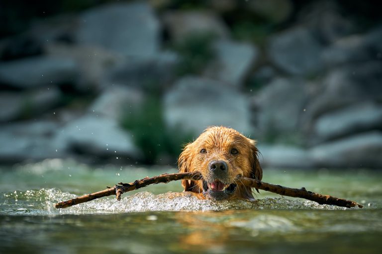 Essential Things to Know About Pets Before You Get One
