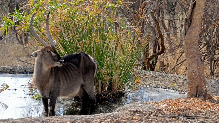 7 Interesting Waterbuck Facts
