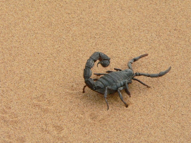 16 Striking Scorpion Facts