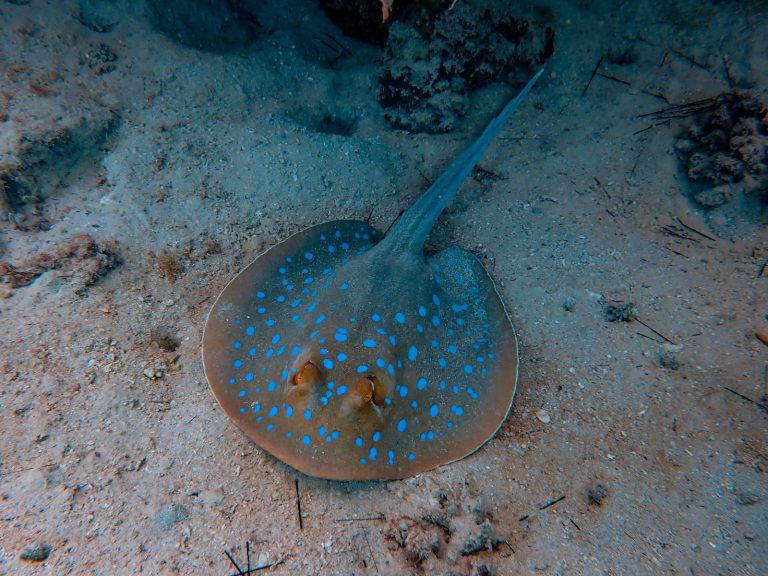17 Surprising Stingrays Facts