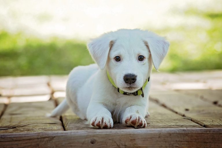 Why Dog Insurance is a Must-Have for Pet Owners