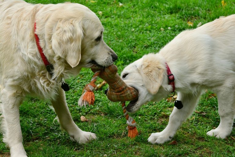 What to Do After a Dog Bite: A Complete Guide