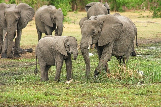 Unlocking Nature’s Secrets: The 6 Most Amazing Animal Facts