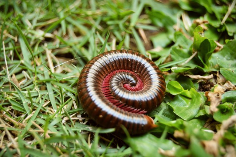 13 Lesser-Known Millipede Facts