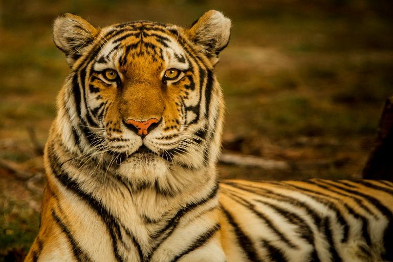 17 Ferocious Tigers Facts