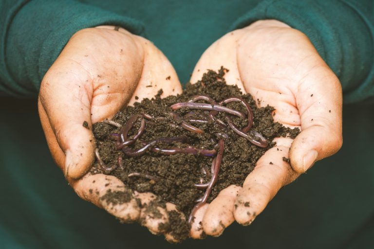 15 Amazing Worms Facts