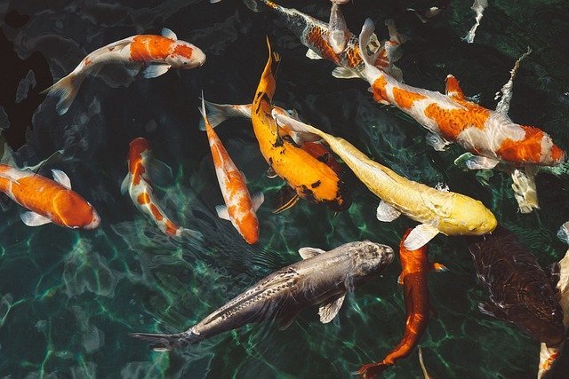 Colorful Companions: How Fish Can Brighten Up Lives as Pets