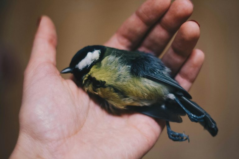 Interesting Facts You Probably Didn’t Know About Animals