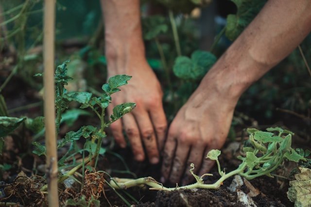 From Seed to Harvest: A Comprehensive Guide to High-Quality Gardening