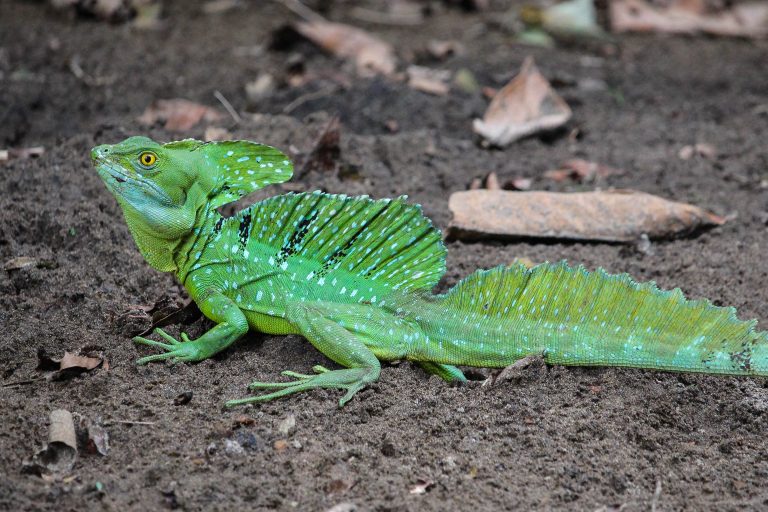 14 Animal Abilities You Won’t Believe Exist