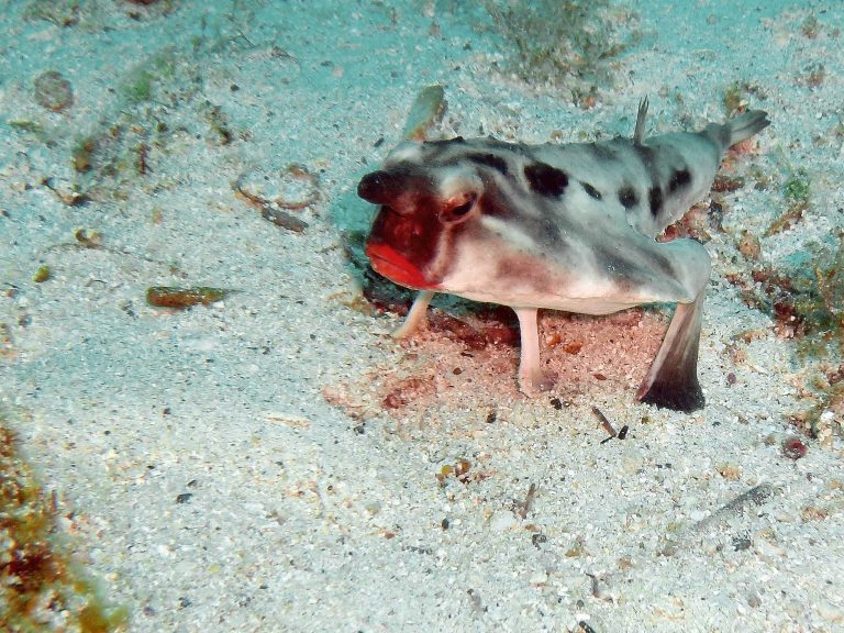 13 Strangest Creatures Discovered in the Ocean