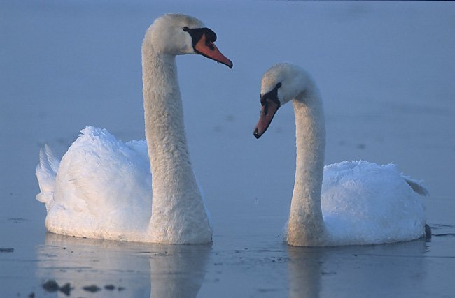 15 Cute Animals You Should Never Play Around With