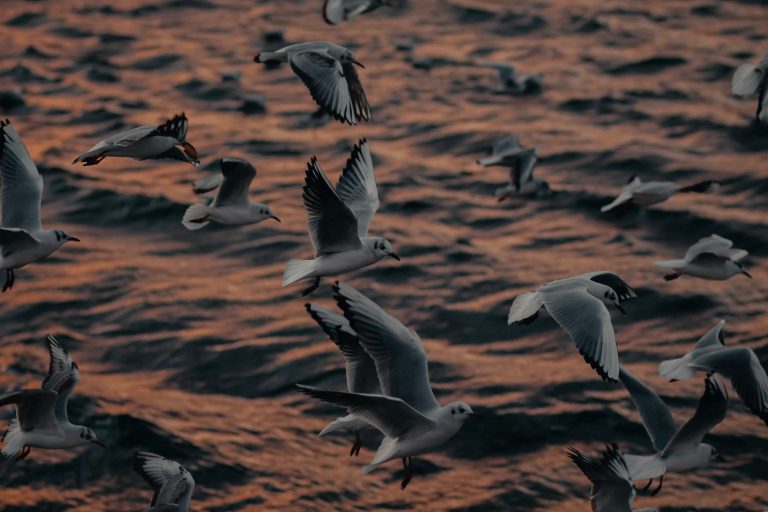How Do Migrating Birds Know Where to Go?