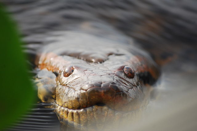 14 Deadliest Animals in the Amazon