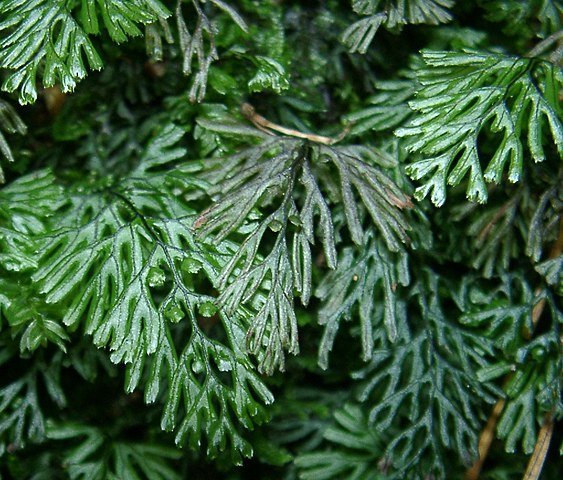 The 13 Indoor Plants Worth Having
