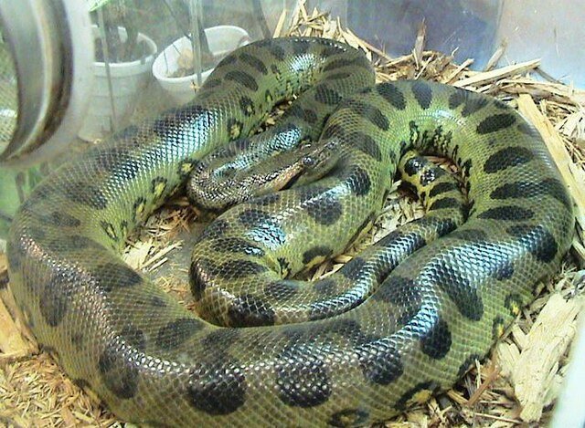 12 Frightening Anaconda Facts