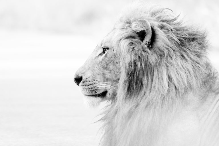 Is the Lion the King of the Jungle?