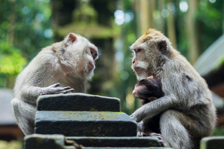 Can Apes Learn Sign Language?