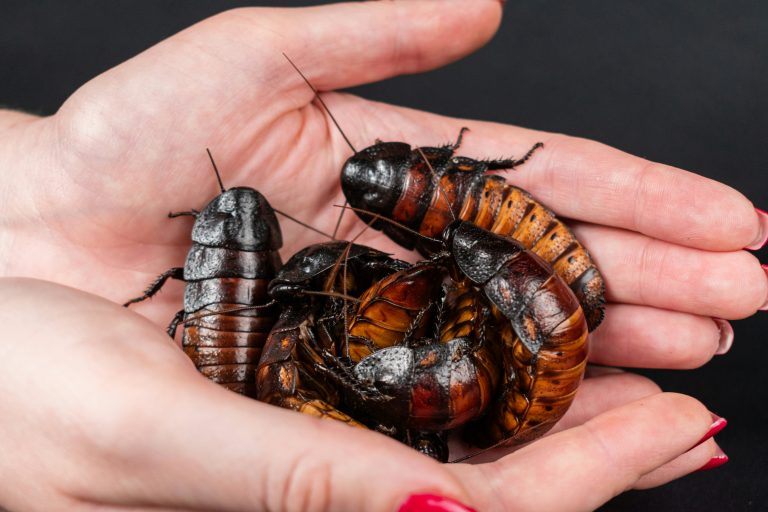 16 Intriguing Cockroaches Facts