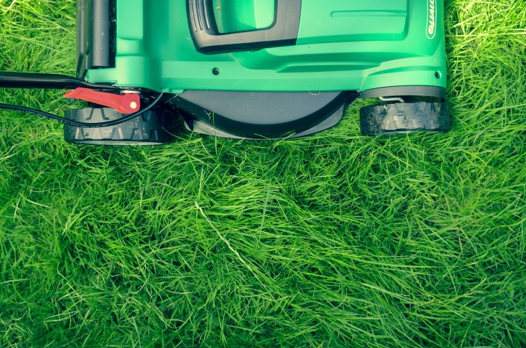 Why Does Freshly Cut Grass Smell So Good?