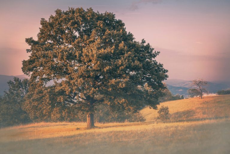 8 Oldest Trees in the World