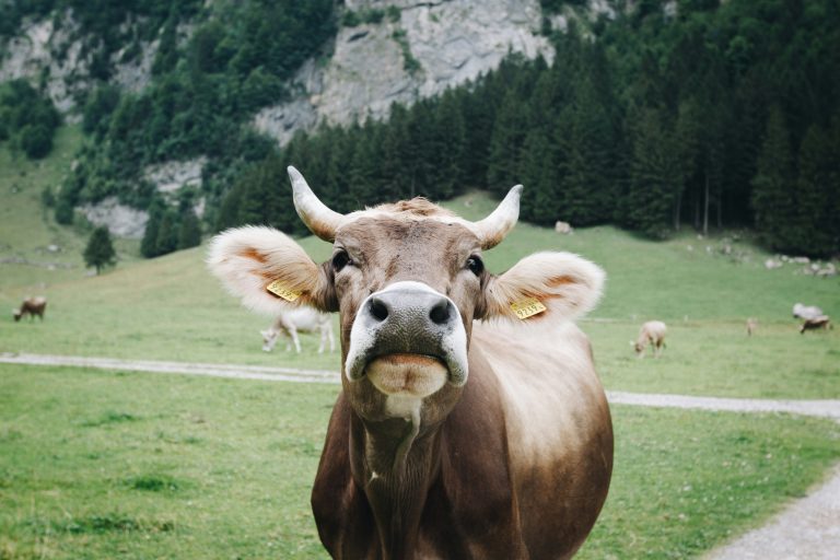 Are Cows Smarter Than We Think?