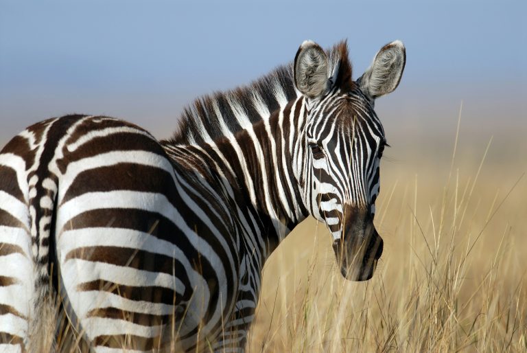 Why Can’t Some Animals Be Domesticated?